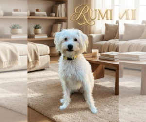 Maltese Dogs for adoption in Menifee, CA, USA