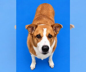 Collie-Unknown Mix Dogs for adoption in Westminster, MD, USA