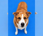 LAYLA - Female Collie-Unknown Mix Dog for Adoption - Small photo