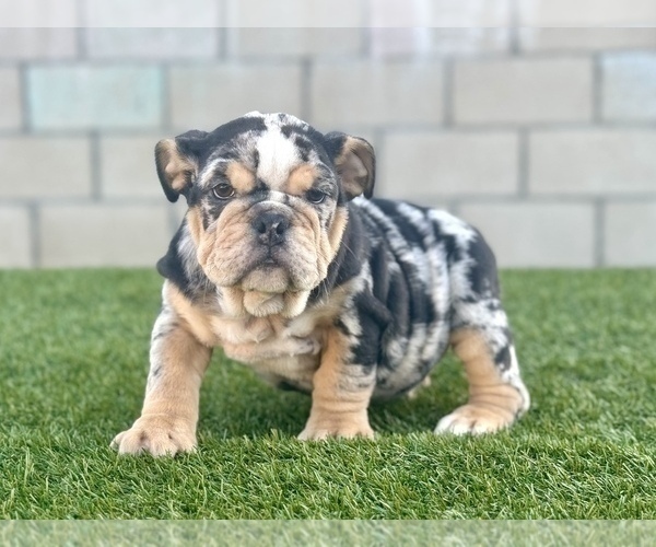 Medium Photo #8 English Bulldog Puppy For Sale in ATHERTON, CA, USA