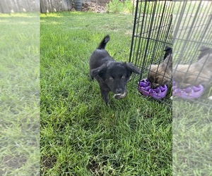 Border-Aussie Puppy for sale in PROSSER, WA, USA