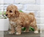 Small Photo #3 Goldendoodle (Miniature) Puppy For Sale in NARVON, PA, USA