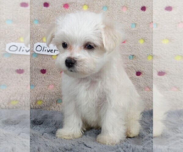 Medium Photo #10 Maltese Puppy For Sale in MOMEYER, NC, USA