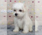 Small Photo #10 Maltese Puppy For Sale in MOMEYER, NC, USA