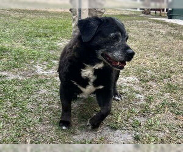 Medium Photo #1 Labrachow Puppy For Sale in Naples, FL, USA