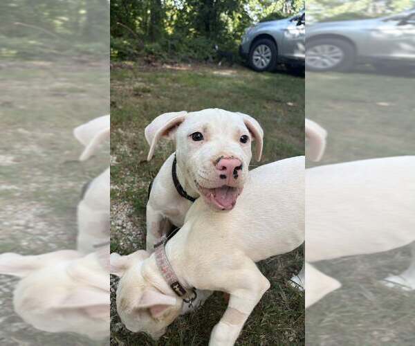 Medium Photo #2 Mutt Puppy For Sale in Candler, NC, USA