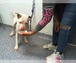 Small Photo #1 American Pit Bull Terrier-Unknown Mix Puppy For Sale in Charlotte, NC, USA