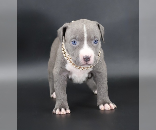 Medium Photo #1 American Bully Puppy For Sale in CHAMPAIGN, IL, USA