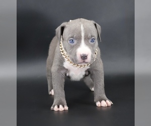 American Bully Puppy for sale in CHAMPAIGN, IL, USA