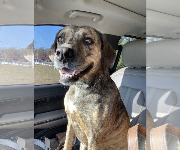 Medium Photo #9 Mountain Cur-Unknown Mix Puppy For Sale in Rockaway, NJ, USA