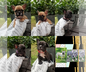 French Bulldog Puppy for sale in HILL COUNTRY VILLAGE, TX, USA