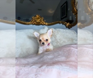 Chihuahua Puppy for sale in CHARLOTTE, NC, USA