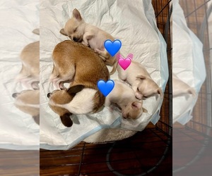 Chihuahua Puppy for sale in EDWARDSVILLE, IL, USA