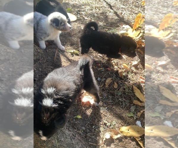 Medium Photo #9 Aussiedoodle Puppy For Sale in ONAWAY, MI, USA