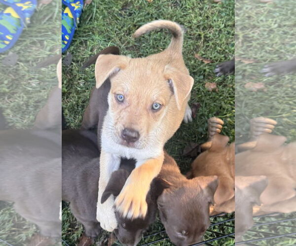 Medium Photo #2 Chocolate Labrador retriever-Unknown Mix Puppy For Sale in Pottstown, PA, USA