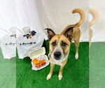 Small #2 Black Mouth Cur Mix