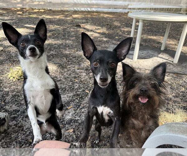 Medium Photo #3 Chihuahua Puppy For Sale in St. Augustine, FL, USA