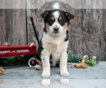 Small #1 Australian Cattle Dog-Miniature Australian Shepherd Mix