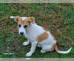 Jello *Arriving 2/20* - Male American Staffordshire Terrier-Mastiff Mix Dog for Adoption - Small photo