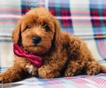 Small Photo #7 Labradoodle Puppy For Sale in LANCASTER, PA, USA