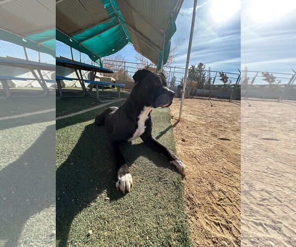 Medium Photo #1 Mastiff-Unknown Mix Puppy For Sale in Apple Valley, CA, USA