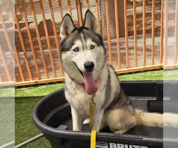Medium Photo #2 Siberian Husky-Unknown Mix Puppy For Sale in Las Vegas, NV, USA