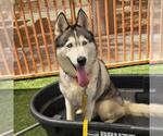Small #1 Siberian Husky Mix