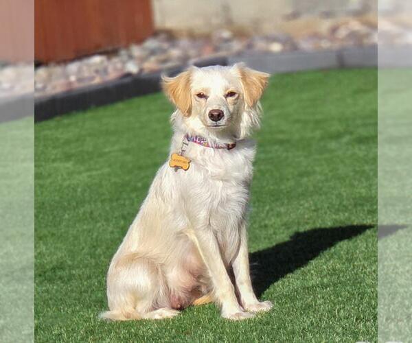 Medium Photo #2 Colonial Cocker Spaniel-Poodle (Miniature) Mix Puppy For Sale in San Diego, CA, USA