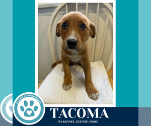 Border Collie-Unknown Mix Dogs for adoption in Kimberton, PA, USA