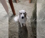 Small Photo #9 Great Pyrenees Puppy For Sale in RONAN, MT, USA