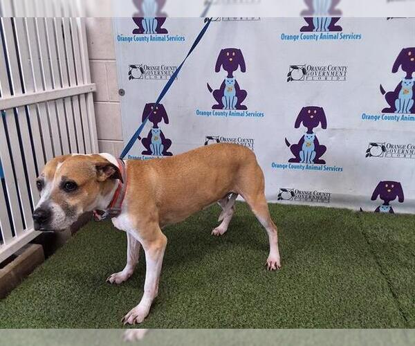 Medium Photo #1 American Pit Bull Terrier-Unknown Mix Puppy For Sale in Orlando, FL, USA