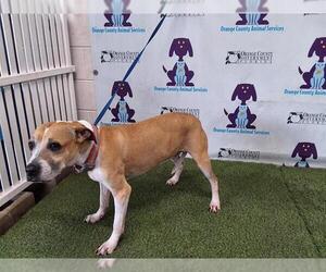 American Pit Bull Terrier-Unknown Mix Dogs for adoption in Orlando, FL, USA