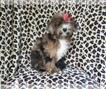 Small #7 ShihPoo
