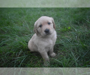 Golden Retriever Puppy for sale in MARSHALL, VA, USA