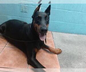 Doberman Pinscher Dogs for adoption in Downey, CA, USA