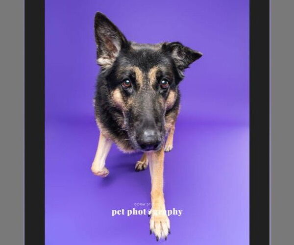 Medium Photo #13 German Shepherd Dog Puppy For Sale in Fargo, ND, USA