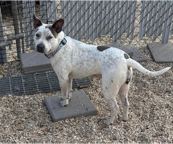 Medium Photo #7 Mutt Puppy For Sale in Oakhurst, NJ, USA
