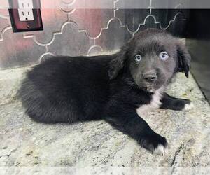Australian Retriever Puppy for sale in LAWRENCE, KS, USA