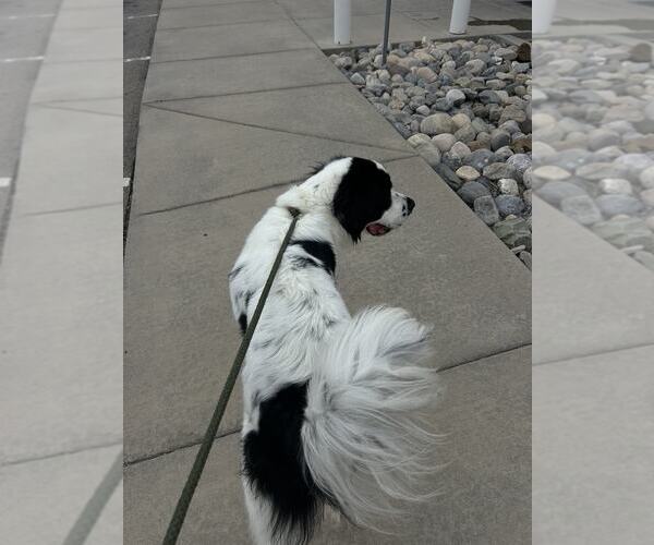 Medium Photo #3 Mutt Puppy For Sale in MIDWAY, UT, USA