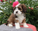 Puppy Sierra Cava-Tzu