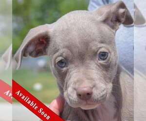 Feist Terrier-Italian Greyhound Mix Dogs for adoption in Huntley, IL, USA