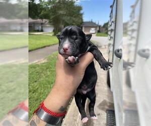 German Shepherd Dog-Unknown Mix Dogs for adoption in Houston, TX, USA
