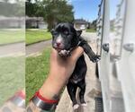 Small German Shepherd Dog Mix