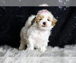 Small #3 Maltipoo
