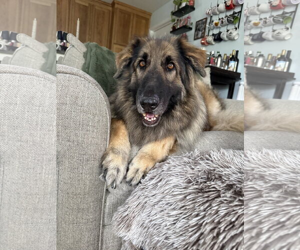 Medium Photo #2 German Shepherd Dog Puppy For Sale in La Grange , NC, USA