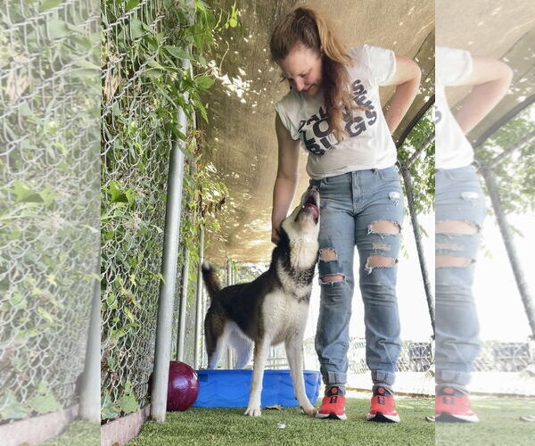 Medium Photo #2 Mutt Puppy For Sale in Rowlett, TX, USA