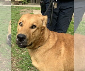 German Shepherd Dog Dogs for adoption in Ojai, CA, USA
