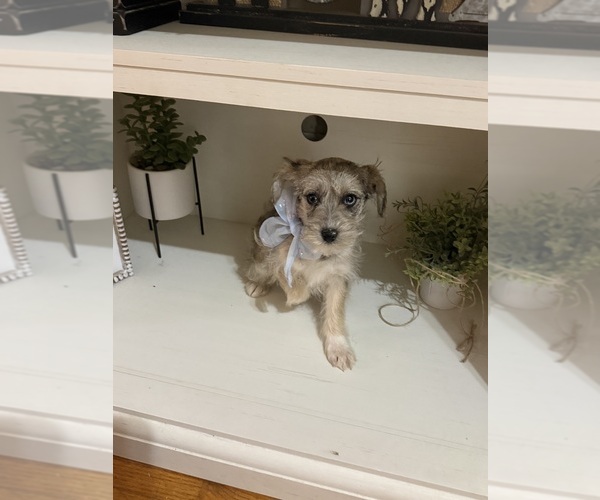Medium Photo #7 Schnoodle (Miniature) Puppy For Sale in DINWIDDIE, VA, USA