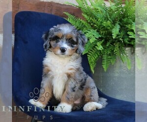 Bernedoodle (Miniature) Puppy for sale in NARVON, PA, USA
