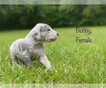 Puppy Bobby Great Dane